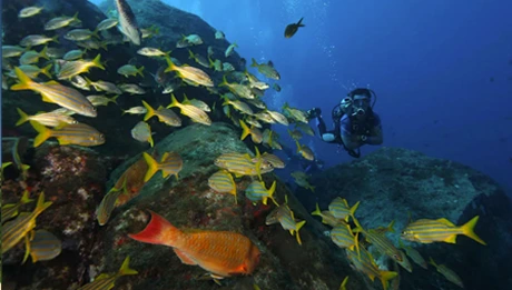 Atrações em Fernando de Noronha - Mergulho autônomo